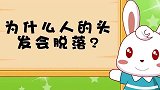 兔小贝：你有脱发的问题吗，对于脱发，这是怎么回事呢