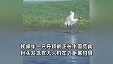 无人机近距离拍摄丹顶鹤，被一脚“踹”进河里，网友：功夫“鹤”上线了