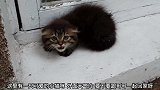 可怜兮兮的猫咪趴在窗外边炸毛不让靠近