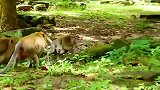 猴王不在，流浪公猴就来骚扰，可恶