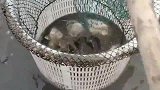 池塘的水都抽干了，好多黑鲷都搁浅在水坑里了