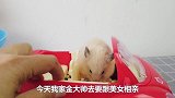 主人给小仓鼠准备豪车去相亲，结果小仓鼠被相亲对象骂渣男