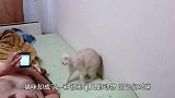 这只猫咪误以为自己是“人”，做出的反常举动，把主人都吓到了！