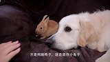 男子带回一只小考拉，不料它将狗狗当成了妈妈，抱着就不撒手
