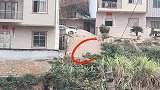 实锤了，狸花猫就是跑到对面找小公猫了