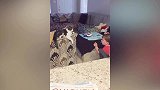 可怜的猫咪睡着觉，被两个熊孩子，一直骚扰！