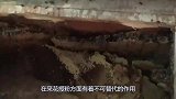 男子用无人机摧毁马蜂窝，马蜂立马包围无人机，场面太精彩了