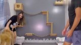 女主人打男主人，金毛看后会怎么做？差点被暖哭了