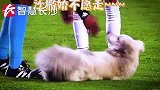 汪星人意外闯入足球赛场 撒娇卖萌出尽风头