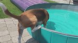 小狗狗第一次下水真可爱！—萌宠汪星人：小乖乖别怕，水里可好玩