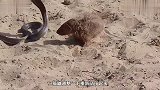 猫鼬大战眼镜蛇，用尽力气也要咬住蛇头，最后弄了个两败俱伤