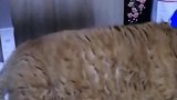 看看小肥猫，守着猫粮睡着了，吃货本质暴露了