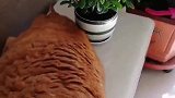 橘猫：别打扰我，我在睡午觉呢！