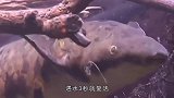 世界上最强的“僵尸鱼”，晒成鱼干还能活5年，遇水3秒就复活