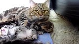 守护小奶猫的猫妈妈上线，警惕的小眼神，可爱极了！