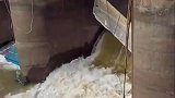 鱼竟然自投罗网,到底是什么原因呢
