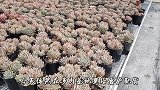 秋天到，基地里的肉肉都在变色，棵棵饱满，超在状态