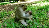 小猴子伤心地尖叫道，小猴子从猴妈妈身上掉了，因为妈妈怀孕了