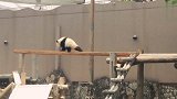综合-17年-日本动物园安了个单杠 原来大熊猫还是个体操高手-专题
