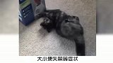 宠物冷知识：猫咪最讨厌的声音有哪些？