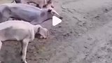 养猪场丢了三头猪，找到后差点认不出来这是猪了