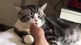 猫：这味儿不错，铲屎的小鱼干以后不用买了！