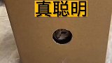 新手养猫，猫咪指甲剪