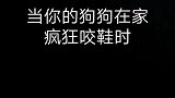 一定要从内心让狗知道咬鞋是错误的行为