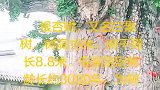 见者2019好运连连，赞者年年好运连连，