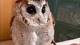 猫头鹰是真可爱，不仅长的傻，动作也慢半拍！