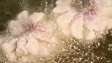 给节日餐桌添道菜，富贵菊花鱼
