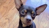 鹿犬被主人套路了