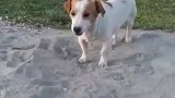 男子在狗面前叫唤，被狗狗反咬一口