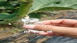 无花果汁液不显眼，一克堪比黄金，见到还不快收藏好