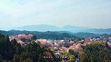 航拍吉野山，被3万株樱花染成粉色，日本最美的赏樱景点