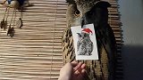 猫头鹰叼着自己的画像显摆：英俊不？霸气不？呆萌不？