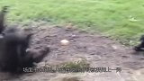 黑猩猩被围殴，同伴抄家伙就上去，一手少林棍法出神入化