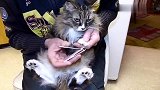 主人给猫咪剪指甲，猫咪一脸的不情愿，为什么要这样对我