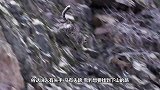 雪豹捕食不慎坠崖，被人发现时，已经是这副模样！
