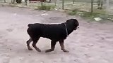 罗威纳犬战斗力果然是强悍，这么高的围栏轻松地就翻过去了！