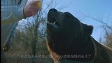 棕熊“孤儿”误入飞机场，男子好心收养长大，闲时教它开飞机！
