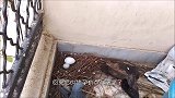 主人为了测试母鸡母性，递给老母鸡几颗鹌鹑蛋，结局你猜到了吗
