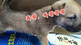 27天大的小奶狗第一次走出窝，窝外顿时成了欢乐的游乐场
