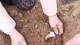 挖山药，记录农村生活
