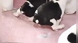 脾气不好，说干就干