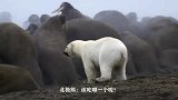 饥饿难耐的北极熊只身冲进海象群，猎捕海象，宛如大型自助餐现场