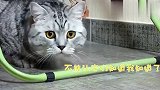 小狸花猫咪想从大猫眼皮底下抢走猫罐头，能否得逞呢