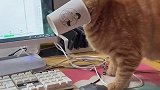 世界未解之谜：为什么每只猫都只想要喝你杯子里面的水  猫咪的迷惑行为  猫喝水  和猫住