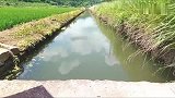 小伙在水渠里就钓到一条大鱼，资源太丰富了！