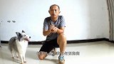 狗狗匍匐前进启蒙训练方法，简单又有效，看了一遍就会